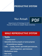 Male Reproductive System: Nur Anisah