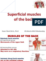 Superficial Muscles of The Back