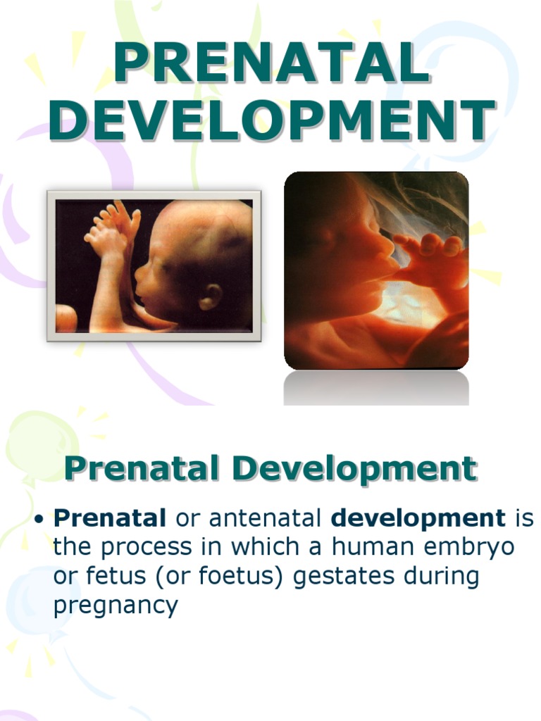 Prenatal Development Prenatal Development Fertilisation