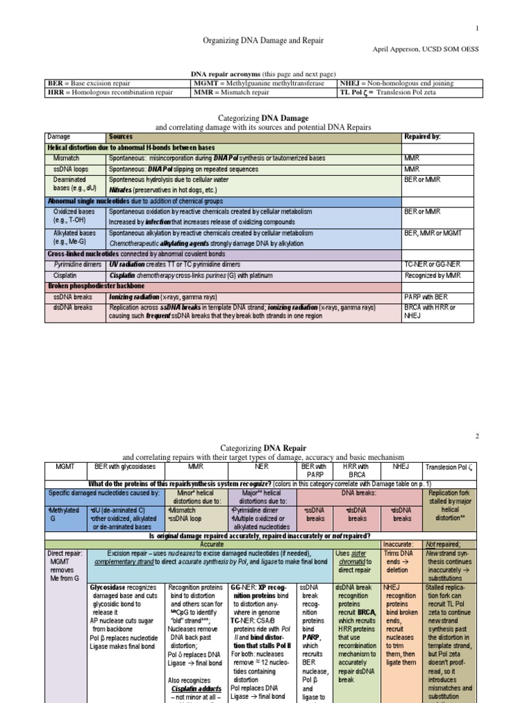 DNA Damage and Repair Mechanisms | PDF | Dna Repair | Dna Replication