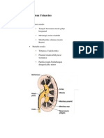 Histologi Sistem Urogenital Pria