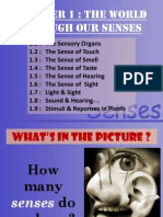 Chapter 1: The World Through Our Senses