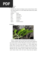 Download Halimeda by DidikDwiPrastyo SN239795739 doc pdf