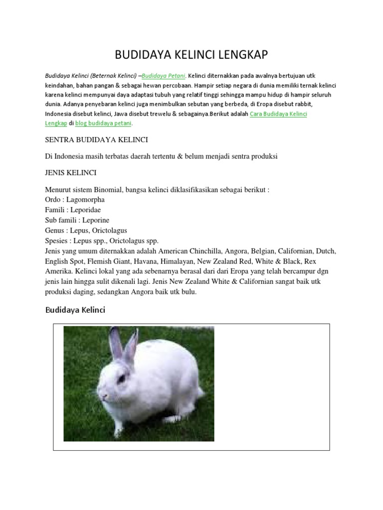 Budidaya Kelinci Lengkap
