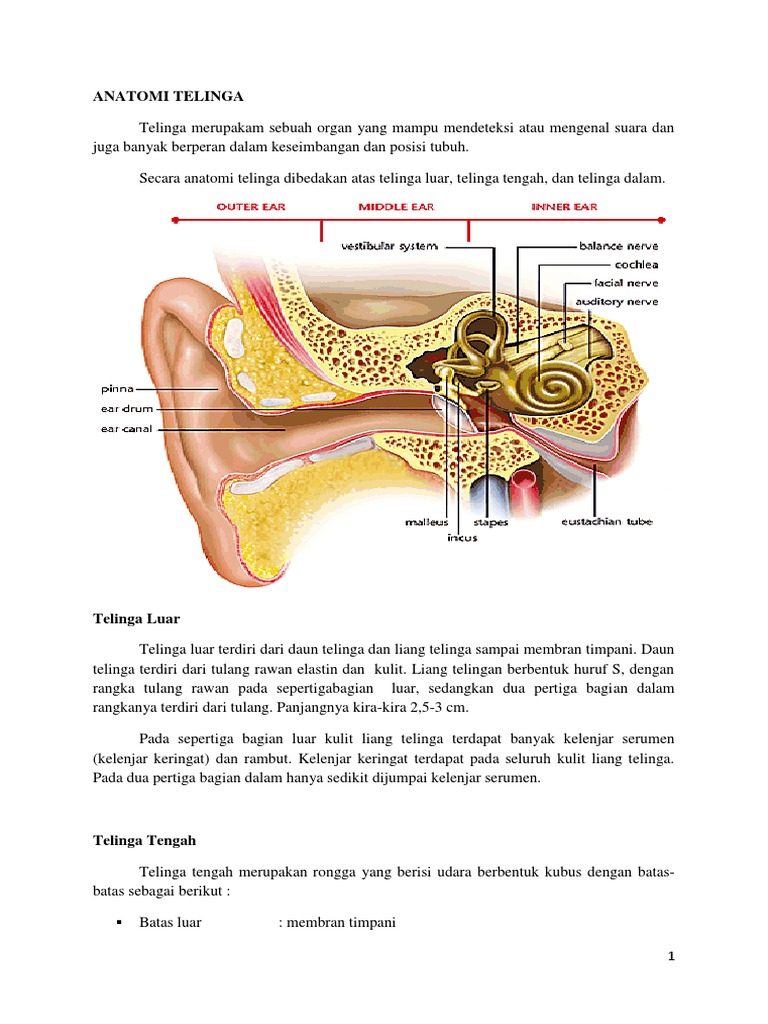 Anatomi Telinga PDF