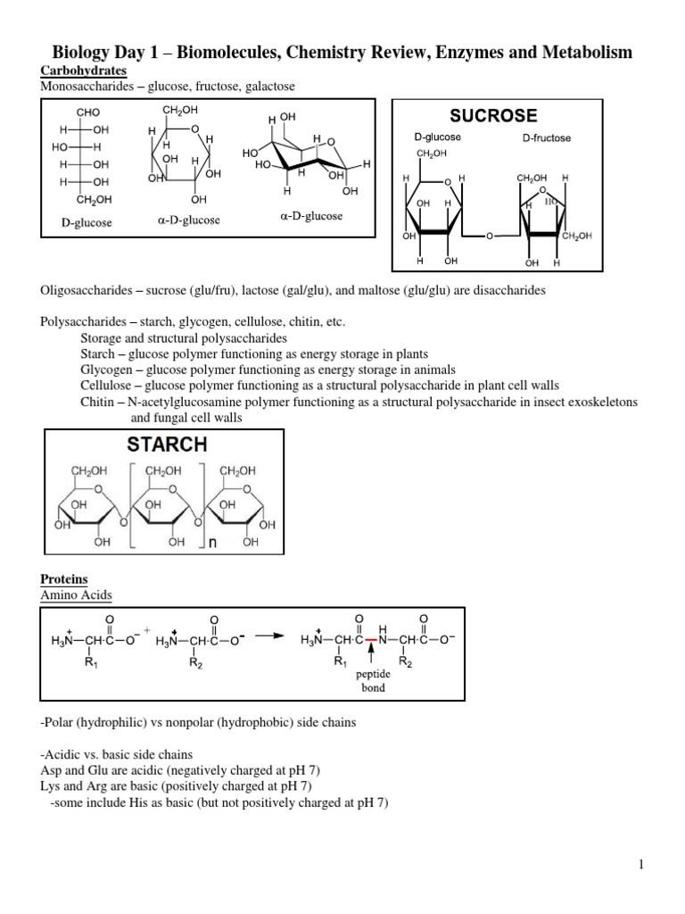 Biology Overview: Biomolecules & Metabolism | PDF | Chemical Synapse ...
