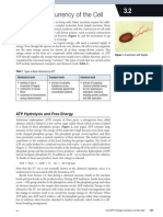 ATP Energy Currency of Cell