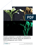 Betalain Production Is Possible in Anthocyanin-Producing Plant Species Given The Presence of DOPA-dioxygenase and L-DOPA