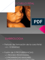 2.5 Cara y Cuello Fetal