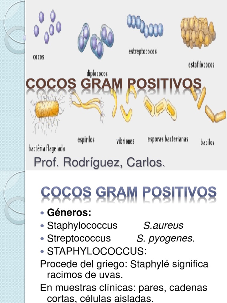 Coco Gram Positivos Staphylococcus Aureus Microbiología