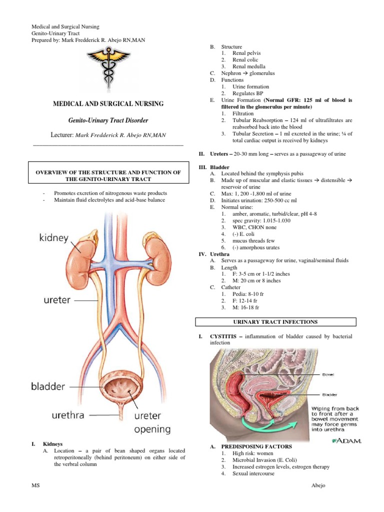 genito-urinarysystem | Urinary Tract Infection | Genitourinary System