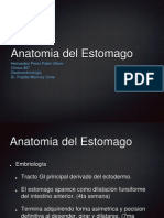 Anatomia Estomago