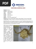 Download Vietnamese Tongkat Ali Eurycoma longifolia Jack by Dinh xuan Ba SN23998172 doc pdf