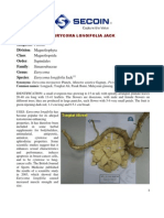 Download Vietnamese Tongkat Ali Eurycoma longifolia Jack by Dinh xuan Ba SN23998172 doc pdf