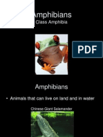 Amphibians: Class Amphibia
