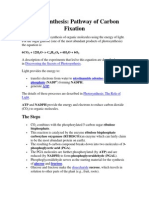 Photosynthesis: Pathway of Carbon Fixation: The Steps