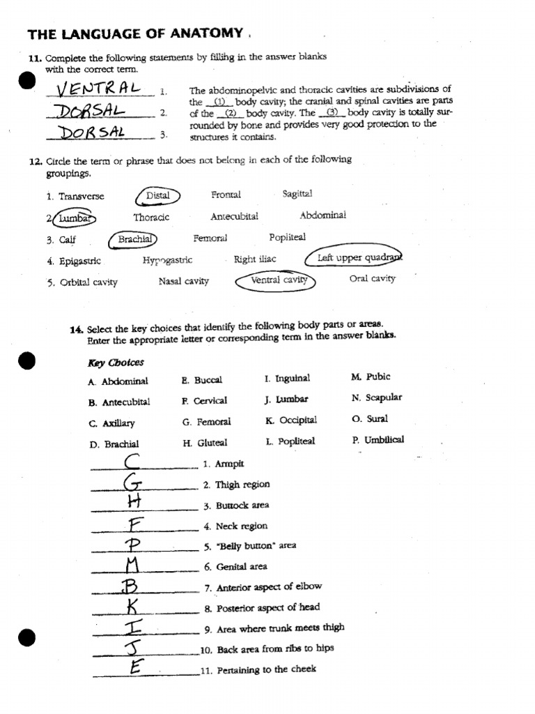 Key 1112141617 Pdf Anatomical Terms Of Location Abdomen