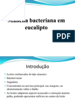 Mancha Bacteriana em Eucalipto