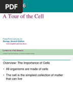 Cell Organelles Worksheet KEY | Organelle