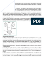 Sistema Urinario