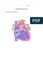 Structure of The Heart