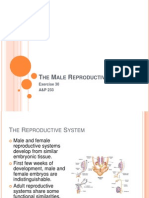 The Male Reproductive System