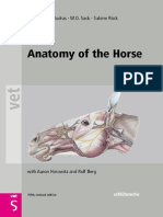 Anatomy of the Horse