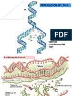 Clase Genoma-Proteinas