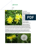 Taraxacum officinale