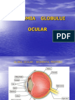 Anatomia Globului Ocular - Curs 1
