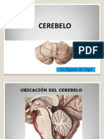 Cerebelo