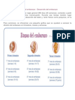 Etapas Del Embarazo