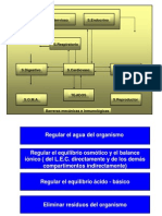 Renal