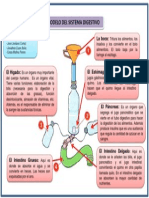 Sistema Digestivo v1