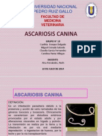 Ascariosis Canina