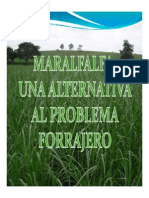 Mar Alfalfa