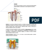 Resumen Estructura Del Tejido Dentario