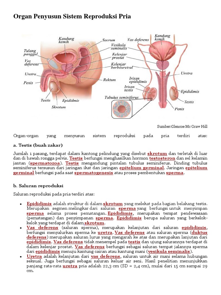 Organ Penyusun Sistem Reproduksi Pria Organ Penyusun Sistem Reproduksi Pria
