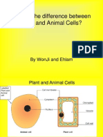 Plant and Animal Cell