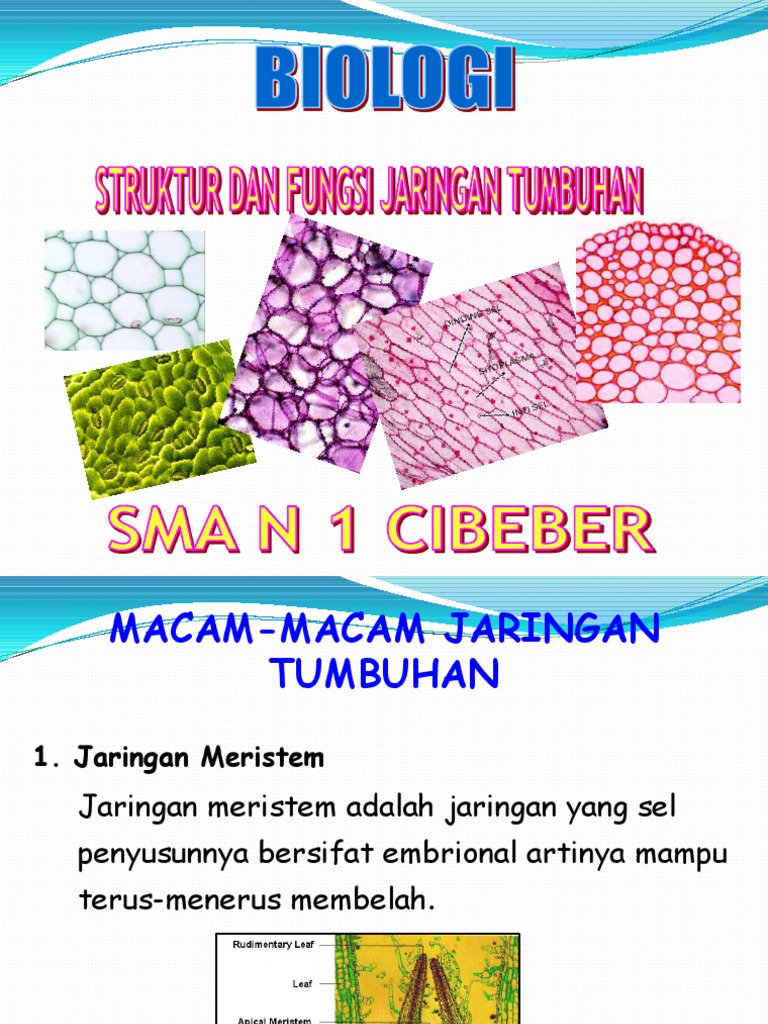 Jaringan Tumbuhan