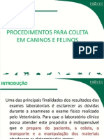 Procedimentos para coleta de amostras em caninos e felinos