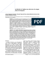 Aclimatização de Um Hibrido de Catteya Em Substratos de Origem Vegetal Sob Doois Sistemas de Irrigação