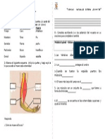 Sistema locomotor: guía de trabajo sobre músculos y huesos