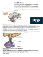 Glándula Pituitaria y sus Funciones