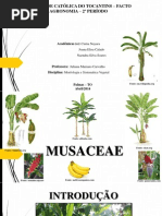 musaceae - apresentação