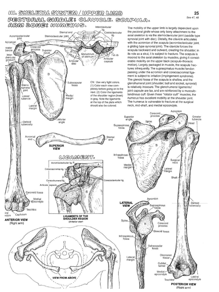 Anatomy Coloring Book Shoulder Diagrams PDF