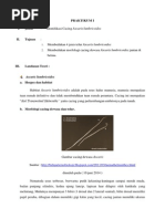 Download Laporan Parasit by FazriOcou SN240664306 doc pdf