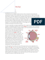 The Anatomy of The Eye