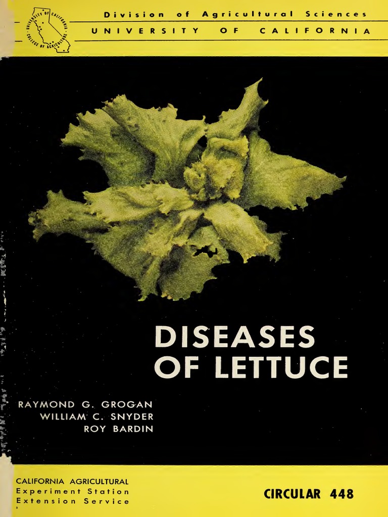Diseases of Lettuce PDF Lettuce Botany