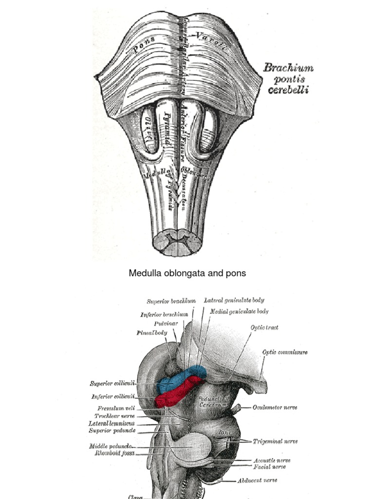 Medulla Oblongata and Pons Anatomy | PDF | Foreign Language Studies